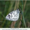 melanargia galathea pyatigorsk male1